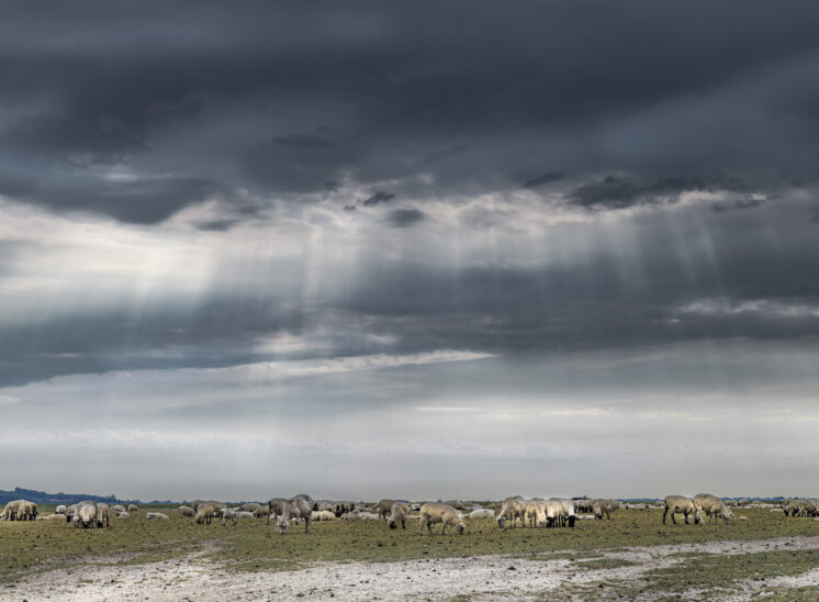Marais de la Baie de Somme