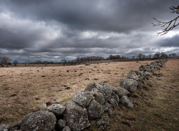 Aubrac