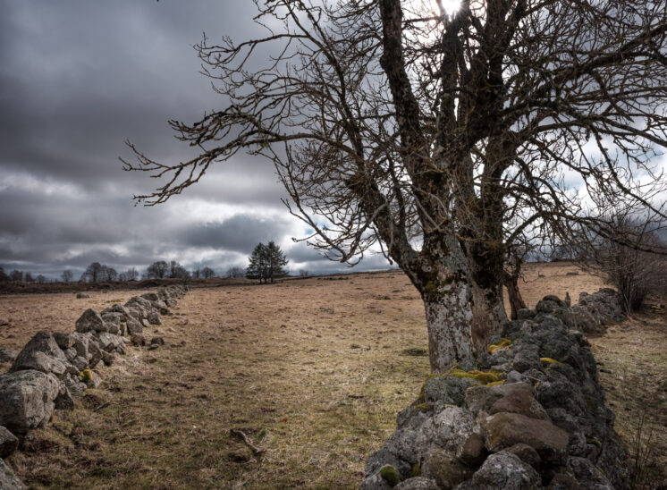Aubrac