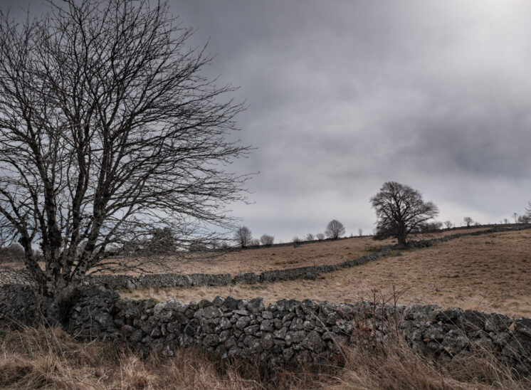 Aubrac