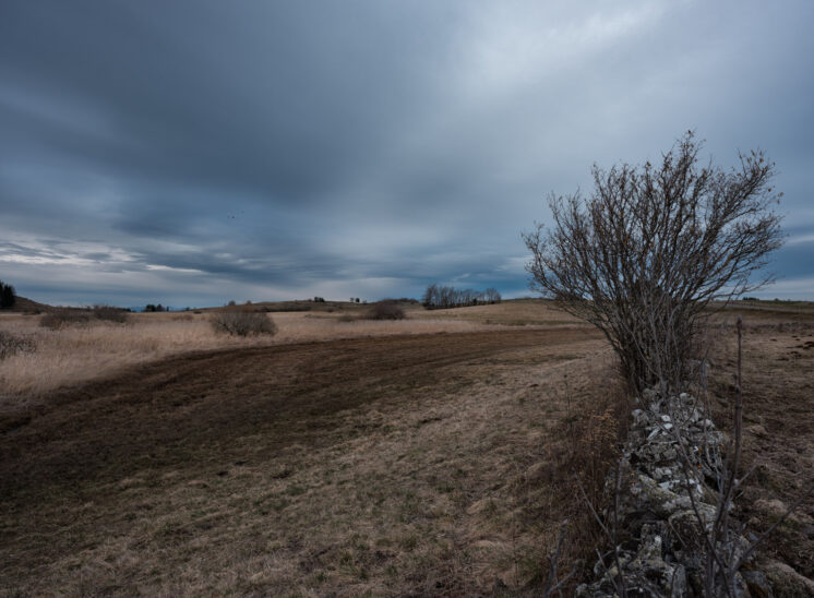 Aubrac