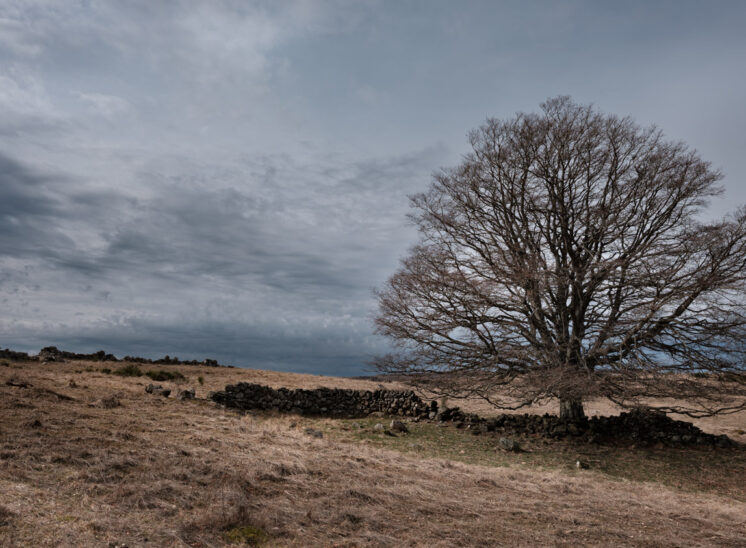 Aubrac