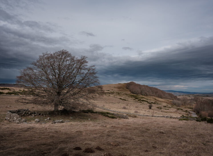Aubrac